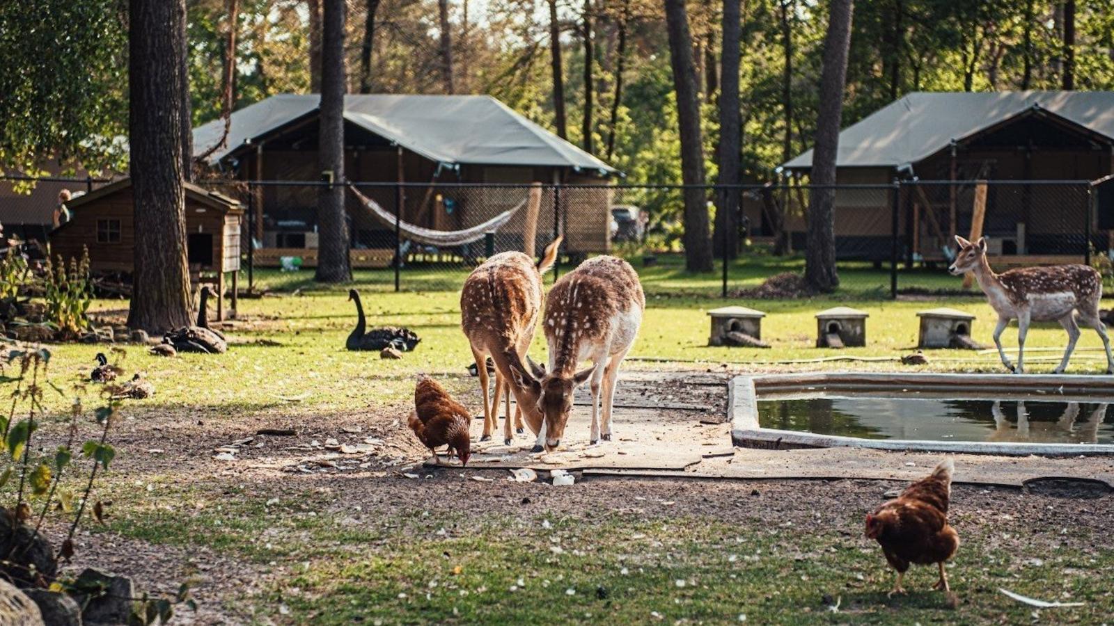Timber-Lodge-Installations du parc