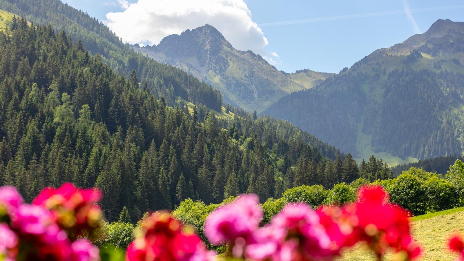 Hacklerhof Top 2 - Aussicht Sommer