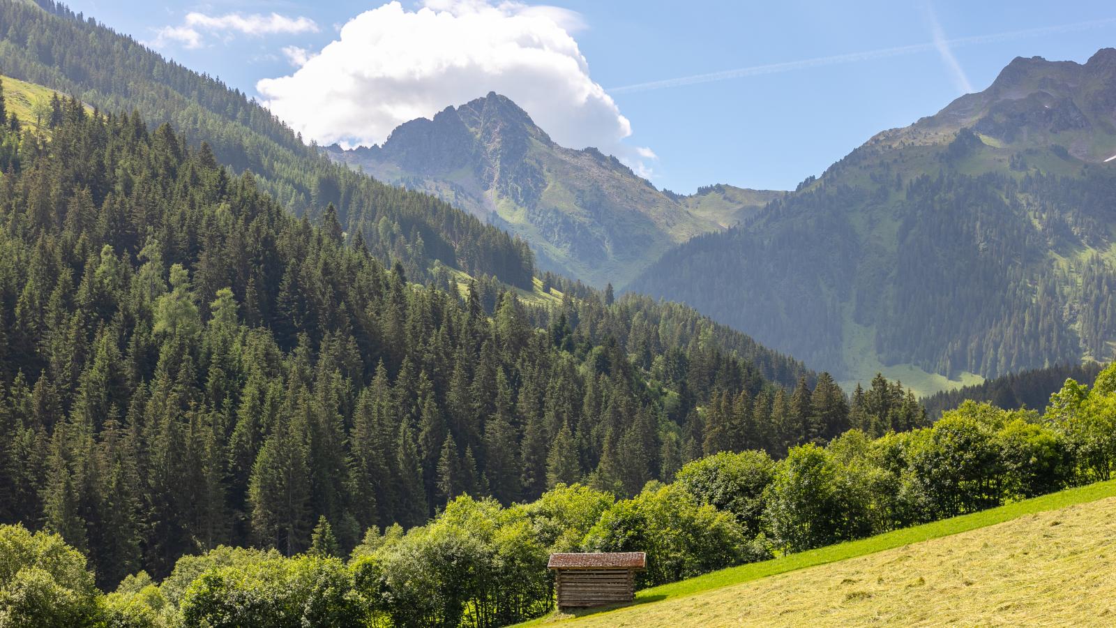 Hacklerhof Top 2 - Aussicht Sommer