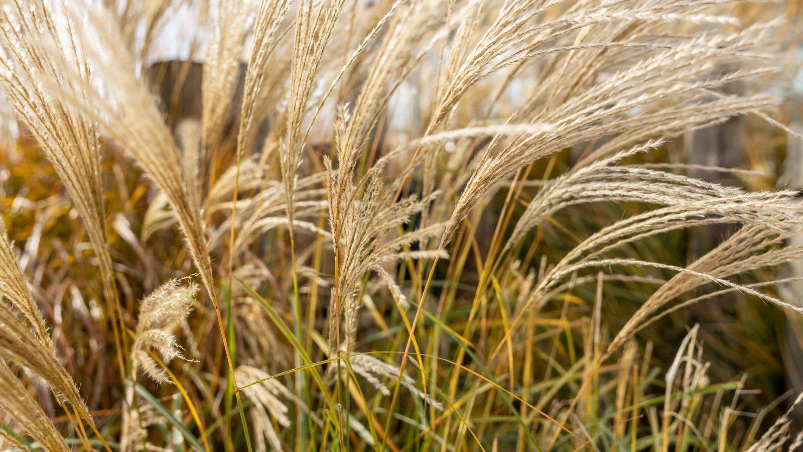 Veerse Meer Natuurvilla - Tuinen zomer