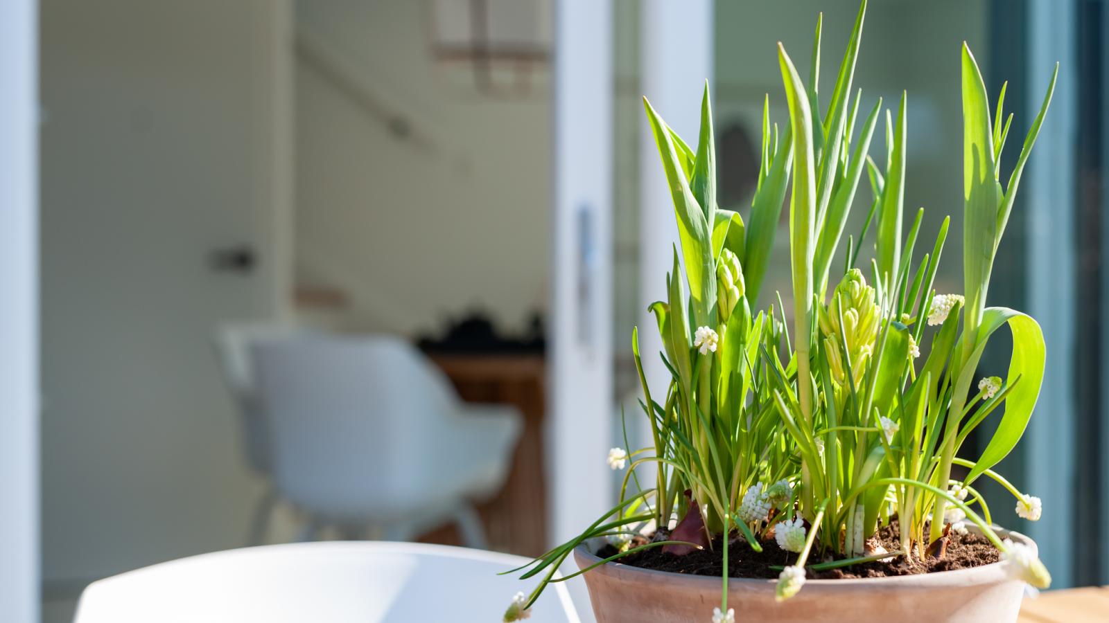 Duin Bos Retreat Oostkapelle - Sfeer