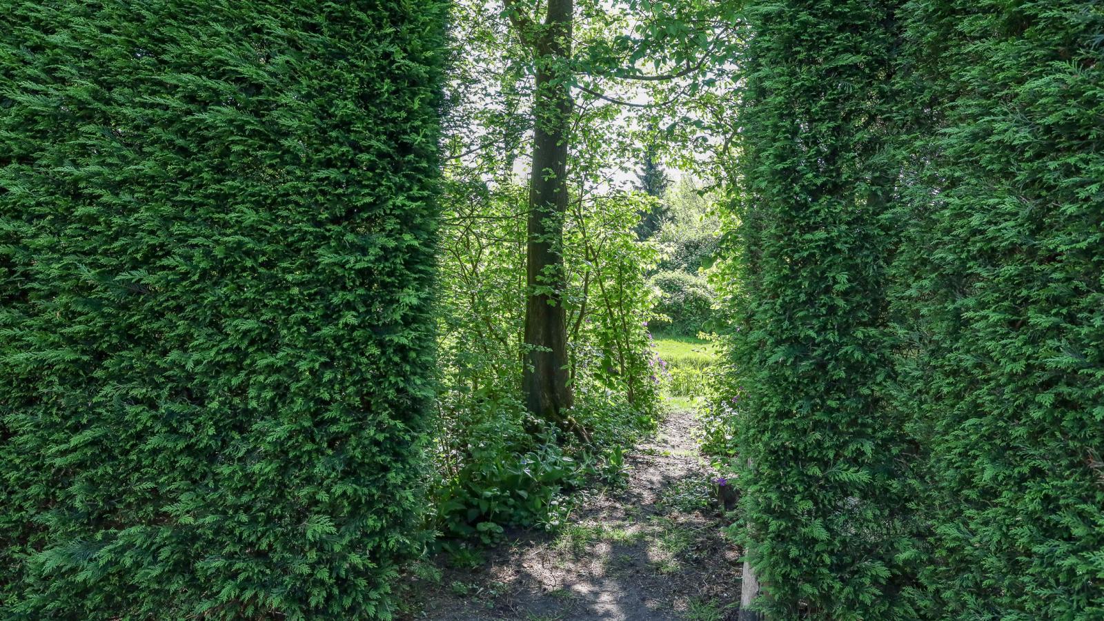 Zilte Iep - Tuinen zomer