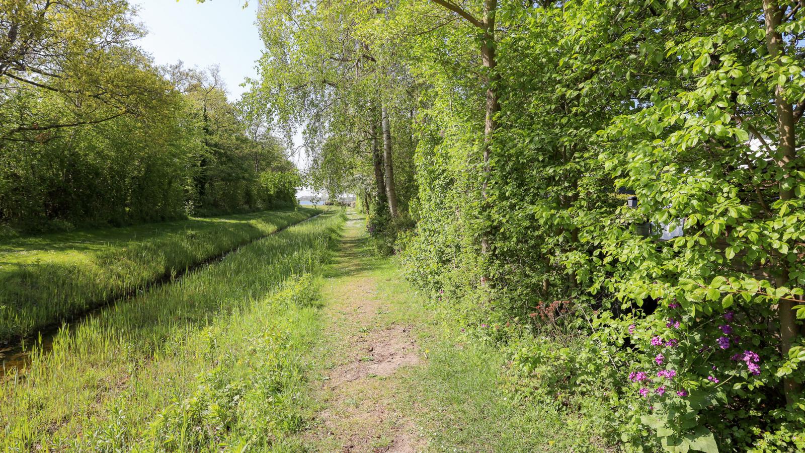 Zilte Iep - Gebieden zomer 1km