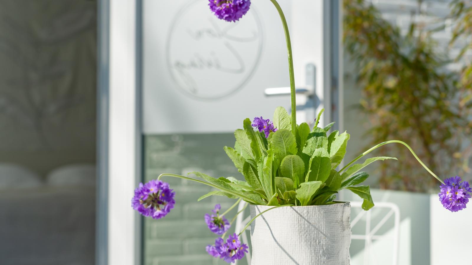 Duinsuite - Garten Sommer