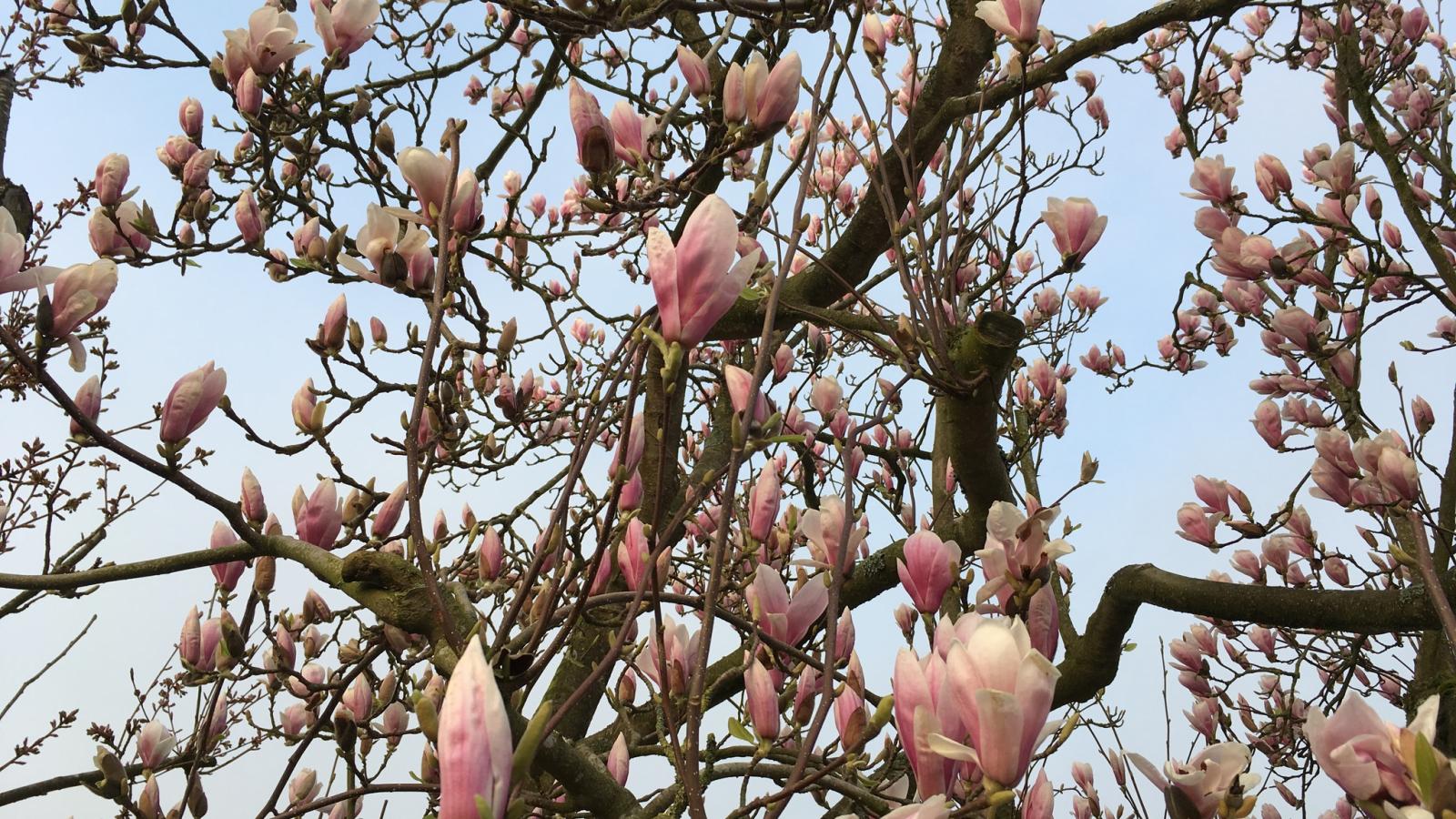 De zomerbij-Buitenlucht
