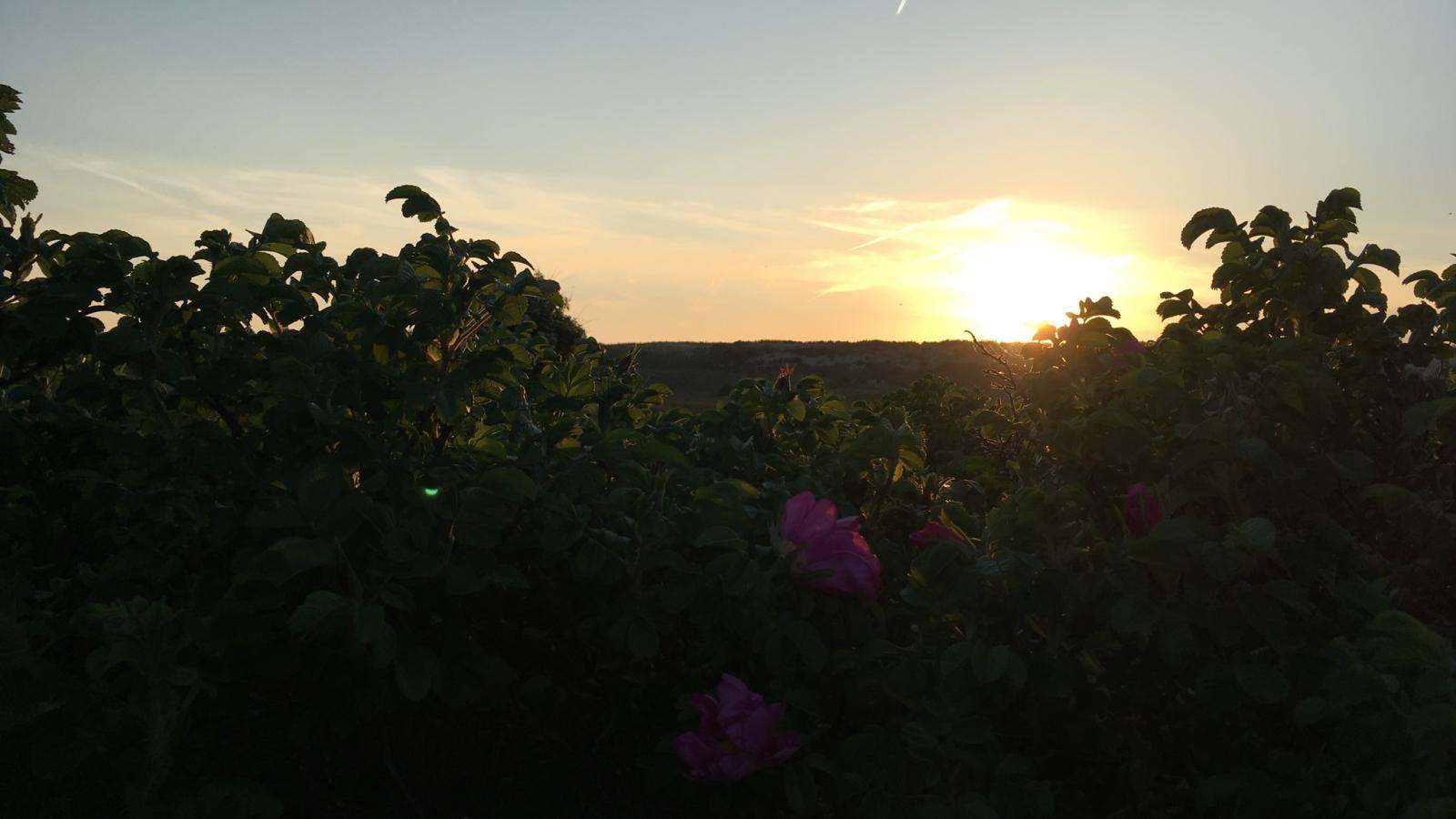 De zomerbij-Uitzicht zomer