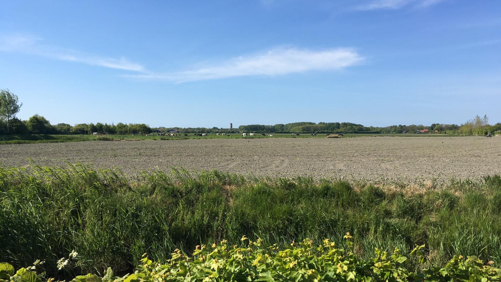 De zomerbij-Gebieden zomer 1km
