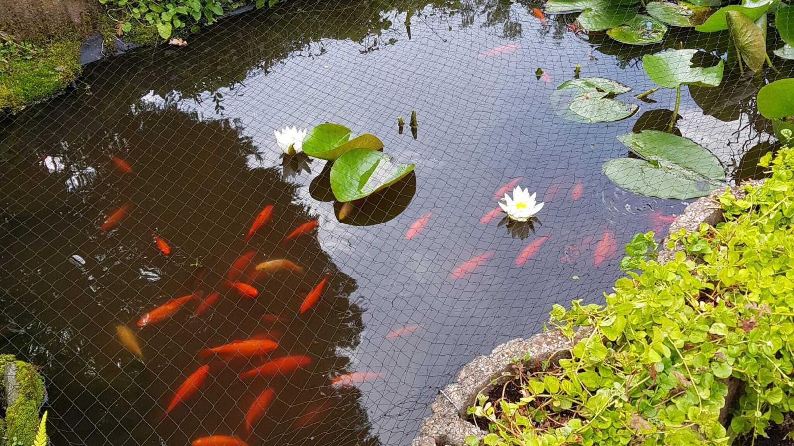 Bungalow Sonnerust-Gardens in summer