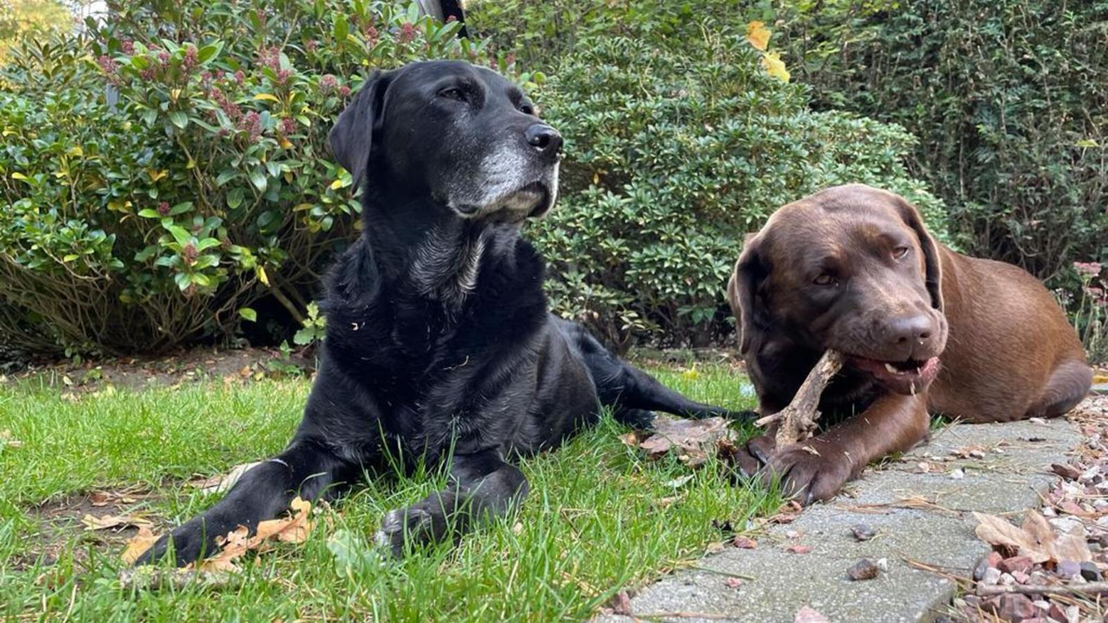 Bungalow Sonnerust-Ambiance