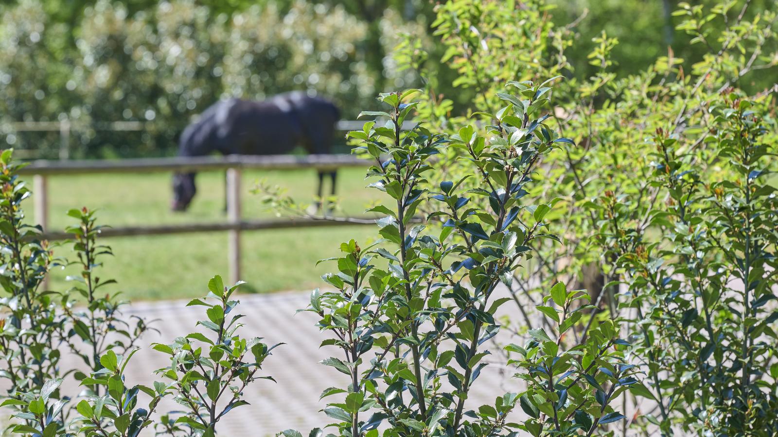 Guesthouse het Koetshuis - Jardins en été