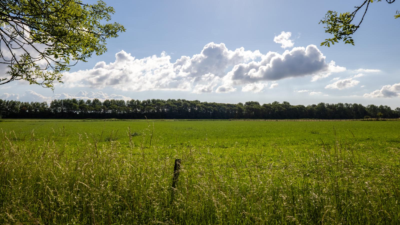 Limosa - Gebieden zomer 1km