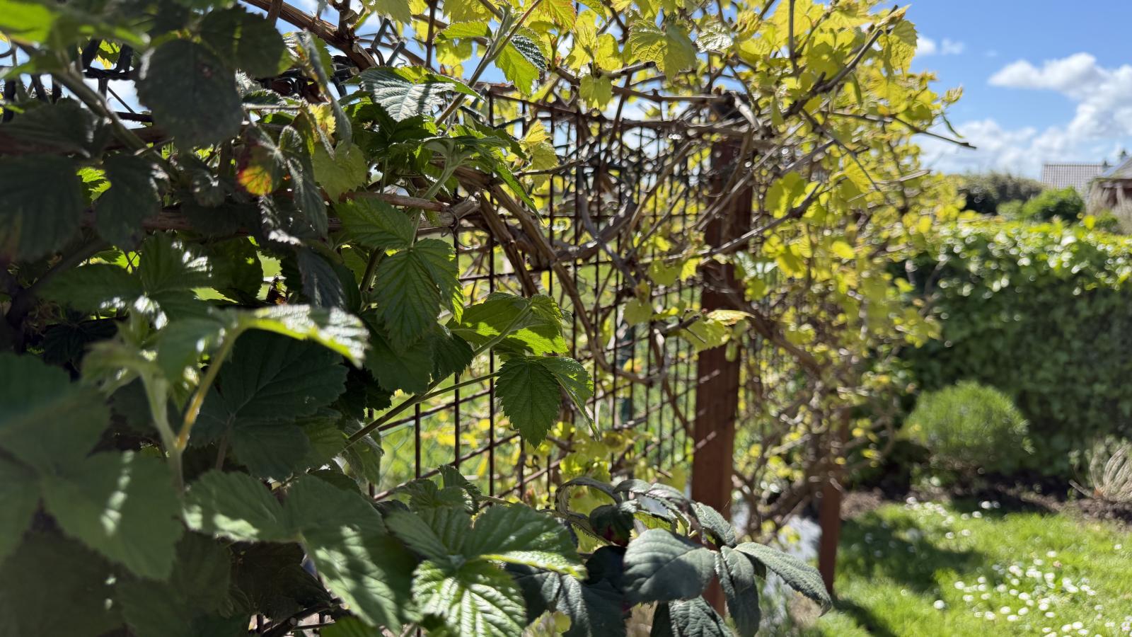 Nieuwendamme 008 - Gardens in summer