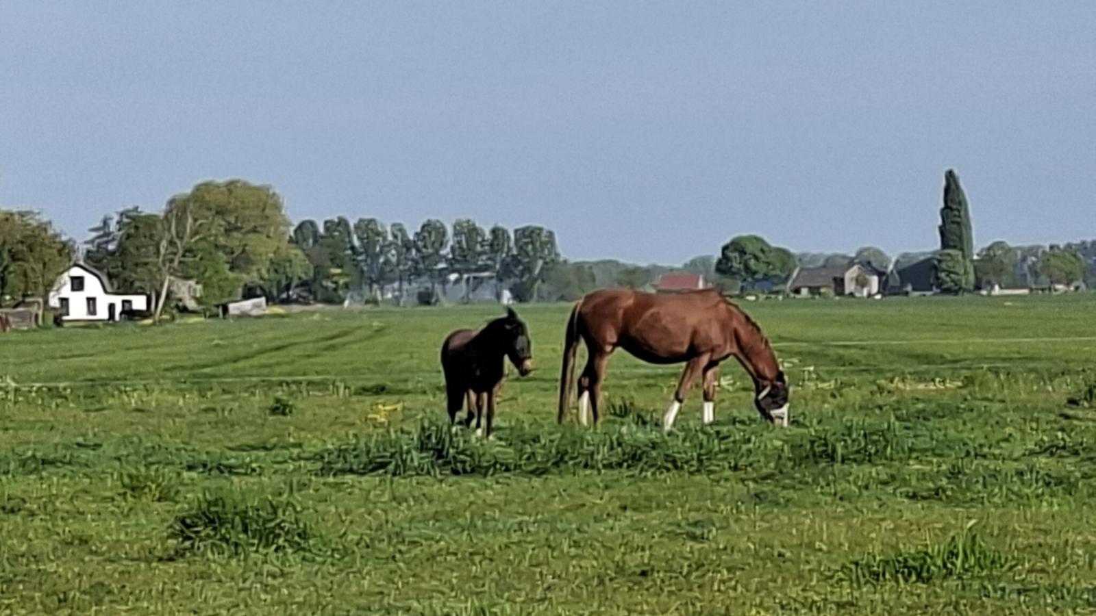 Genderens Buiten - Gebieden zomer 1km