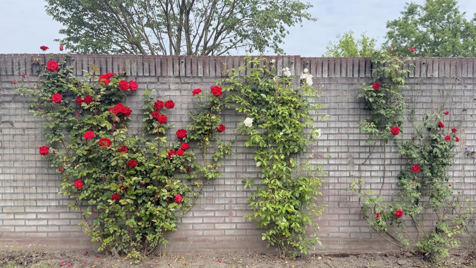 Laurahoeve - Garten Sommer