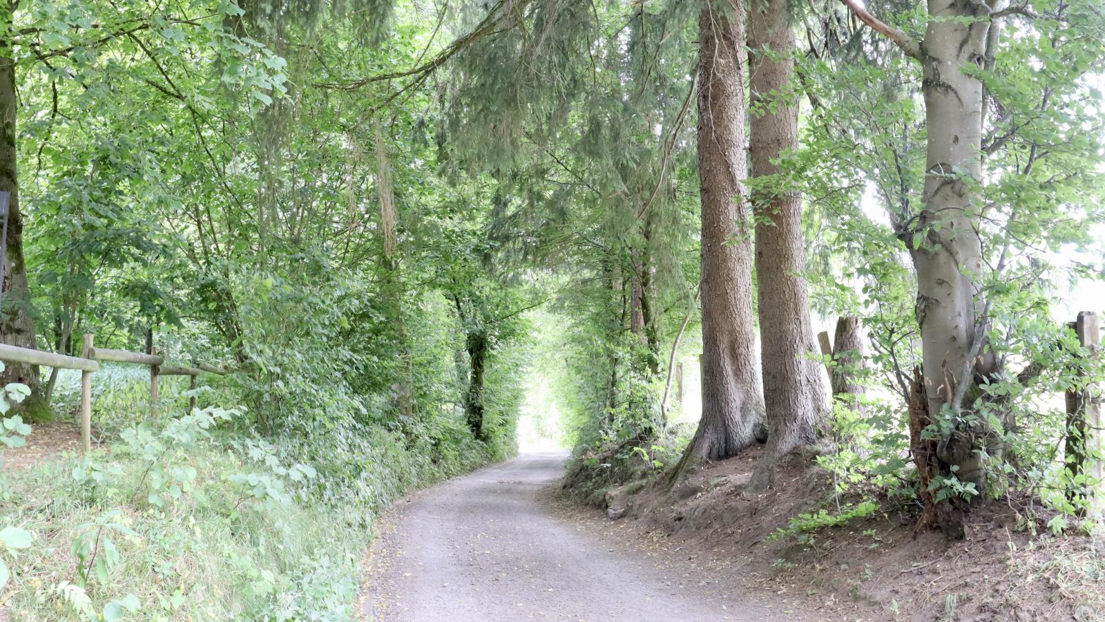 Sous les Hetres - Gebieden zomer 1km