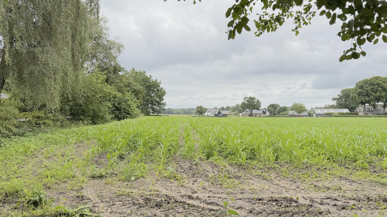 Villaatje Veluwe - Uitzicht zomer