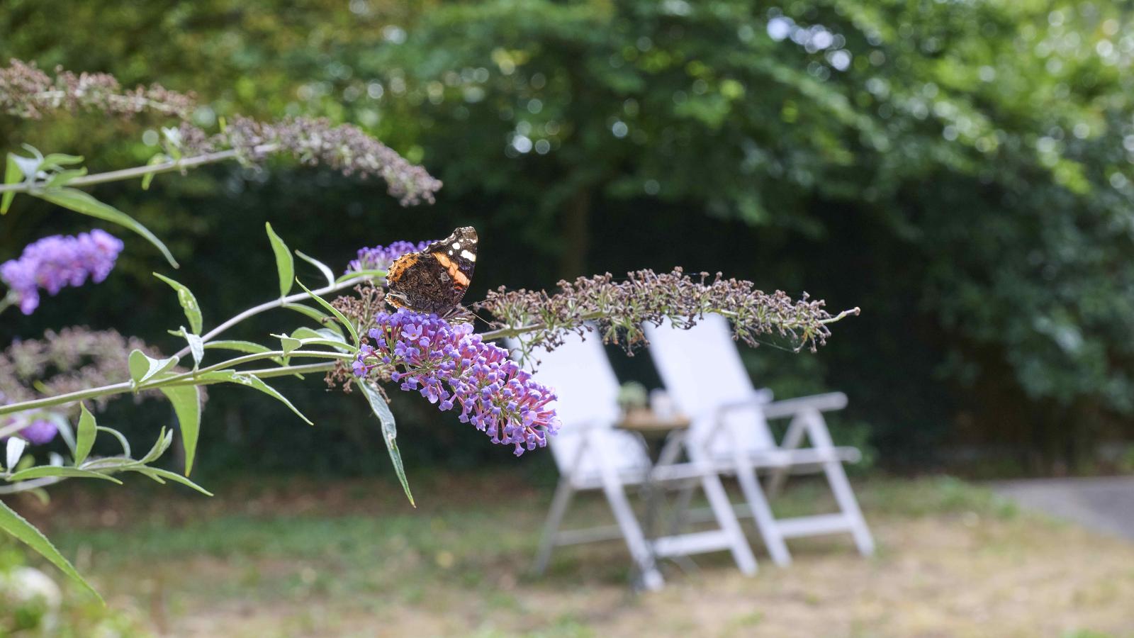 Villaatje Veluwe - Tuinen zomer