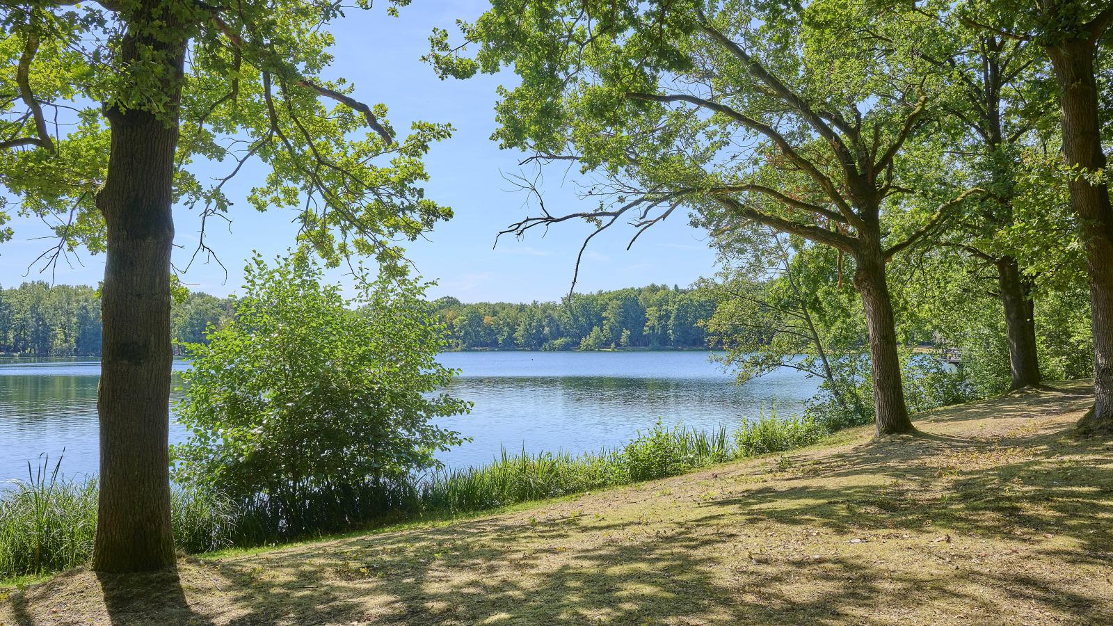 Zwaan 7 - Gebieden zomer 1km
