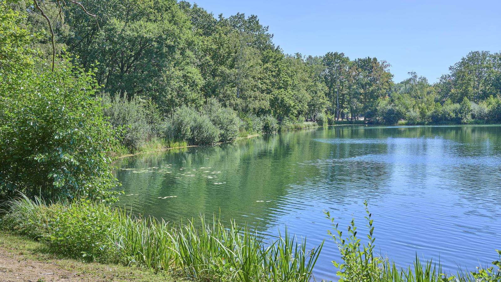 Zwaan 7 - Gebieden zomer 1km