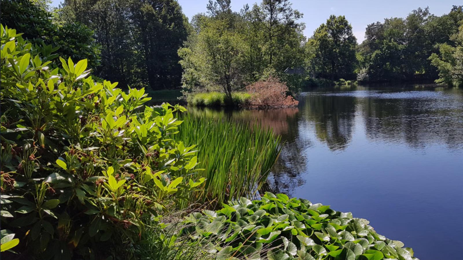 HasseBassie - View in summer