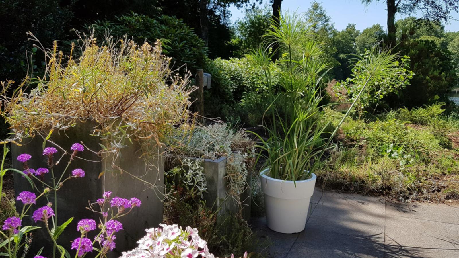 HasseBassie - Gardens in summer
