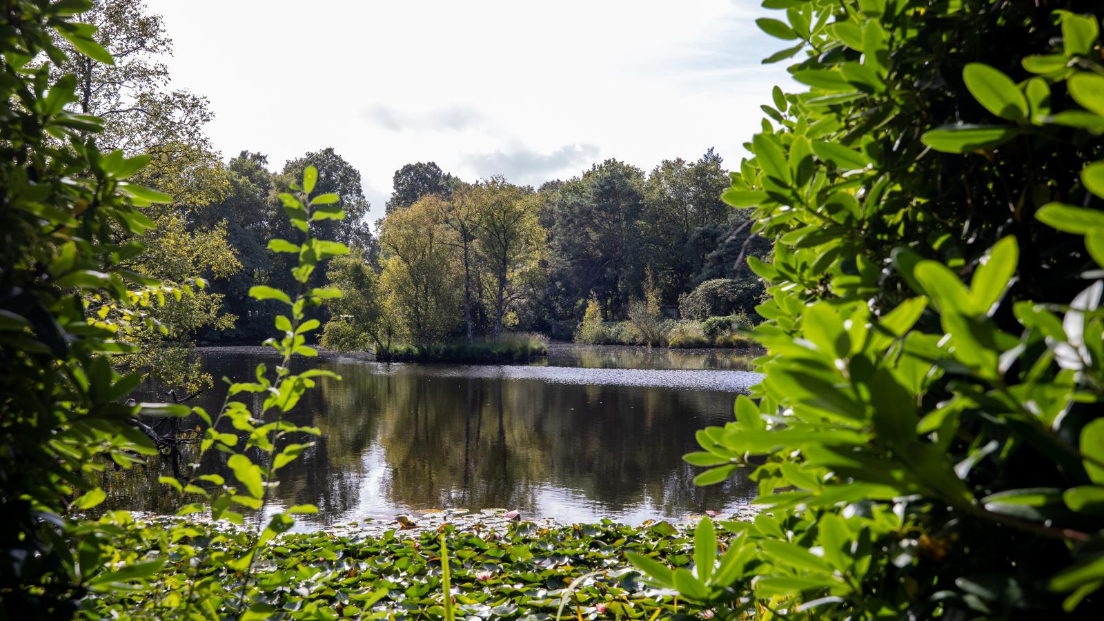 HasseBassie - View in summer
