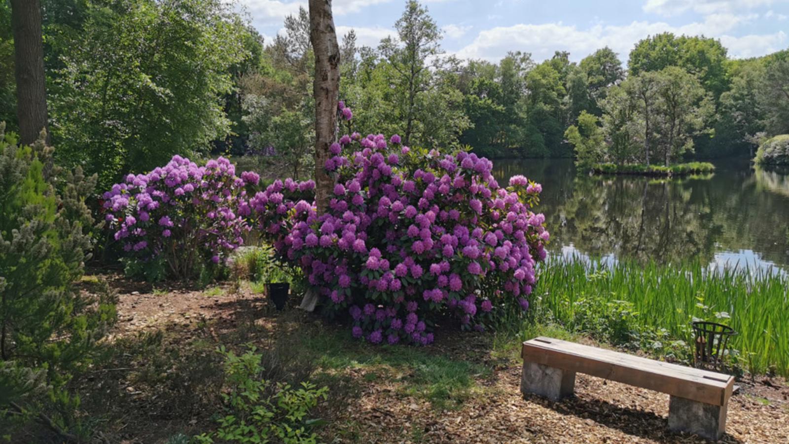 HasseBassie - Gardens in summer