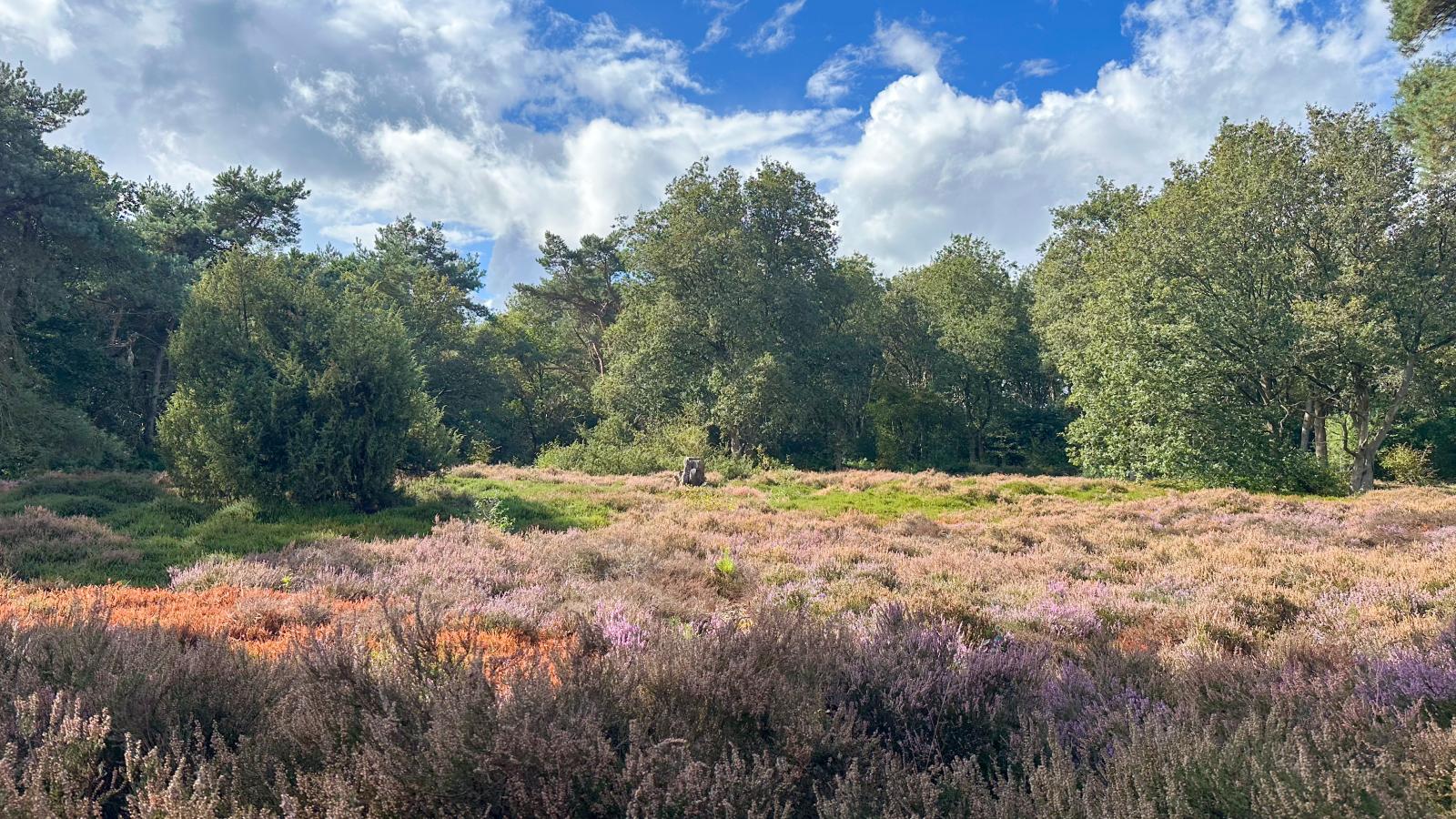 Wildenberg - Zones été à 5 km