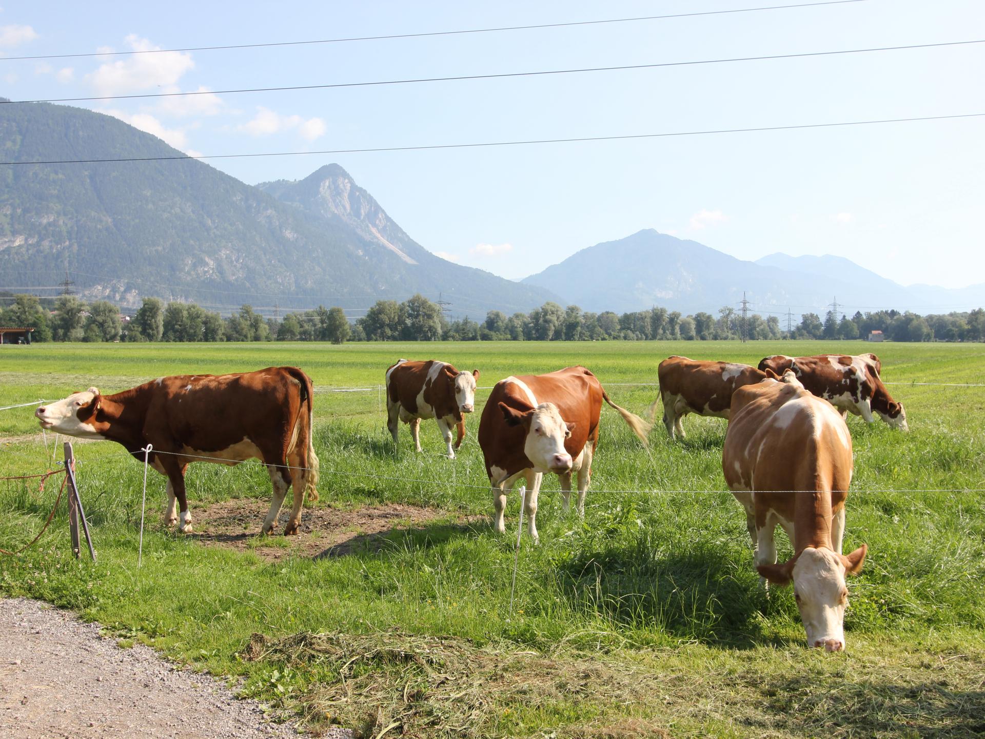 Vrijstaand vakantiehuis op biologische boerderij in het Zillertal - foto 30