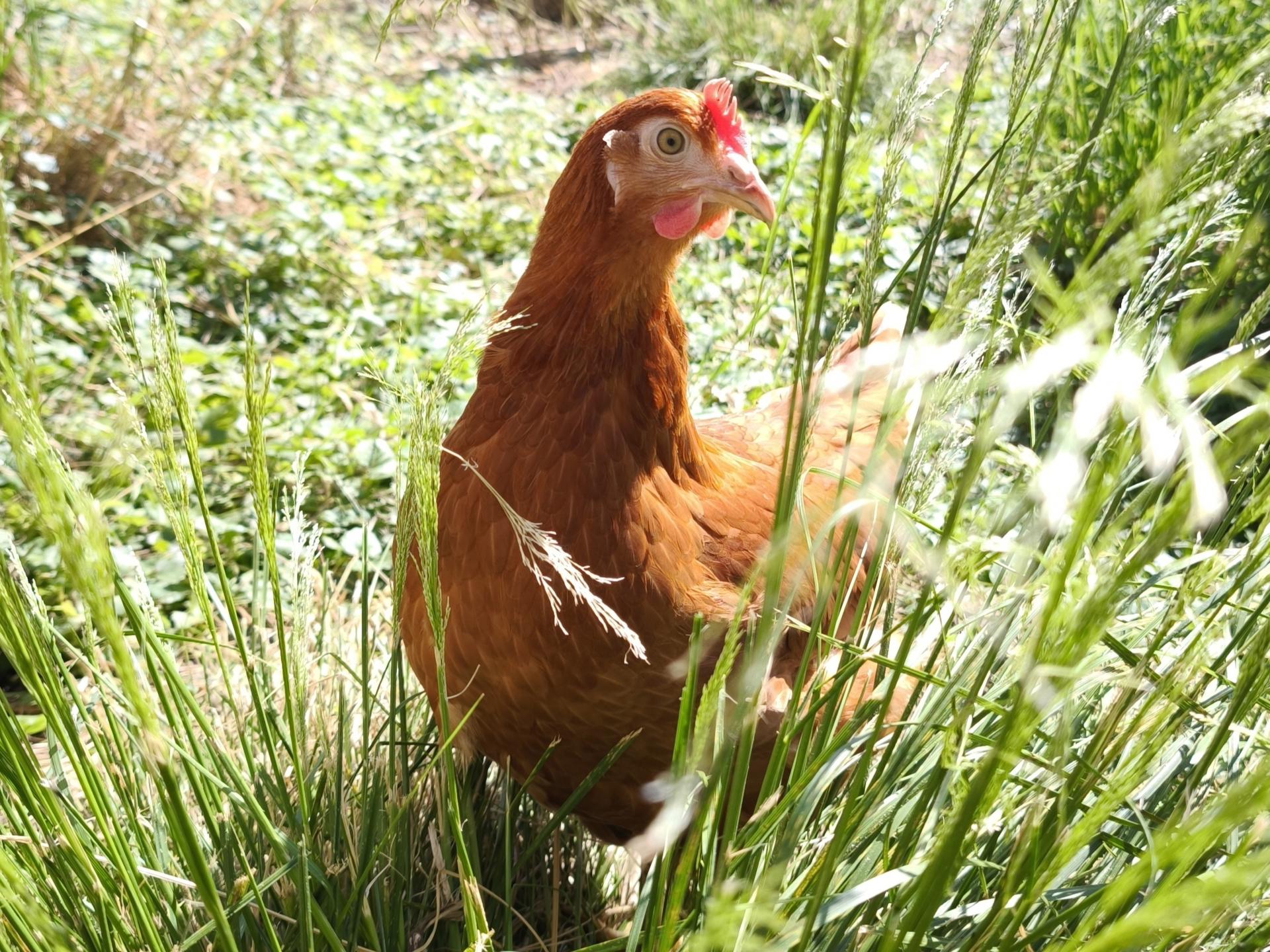 Vrijstaand vakantiehuis op biologische boerderij in het Zillertal - foto 38