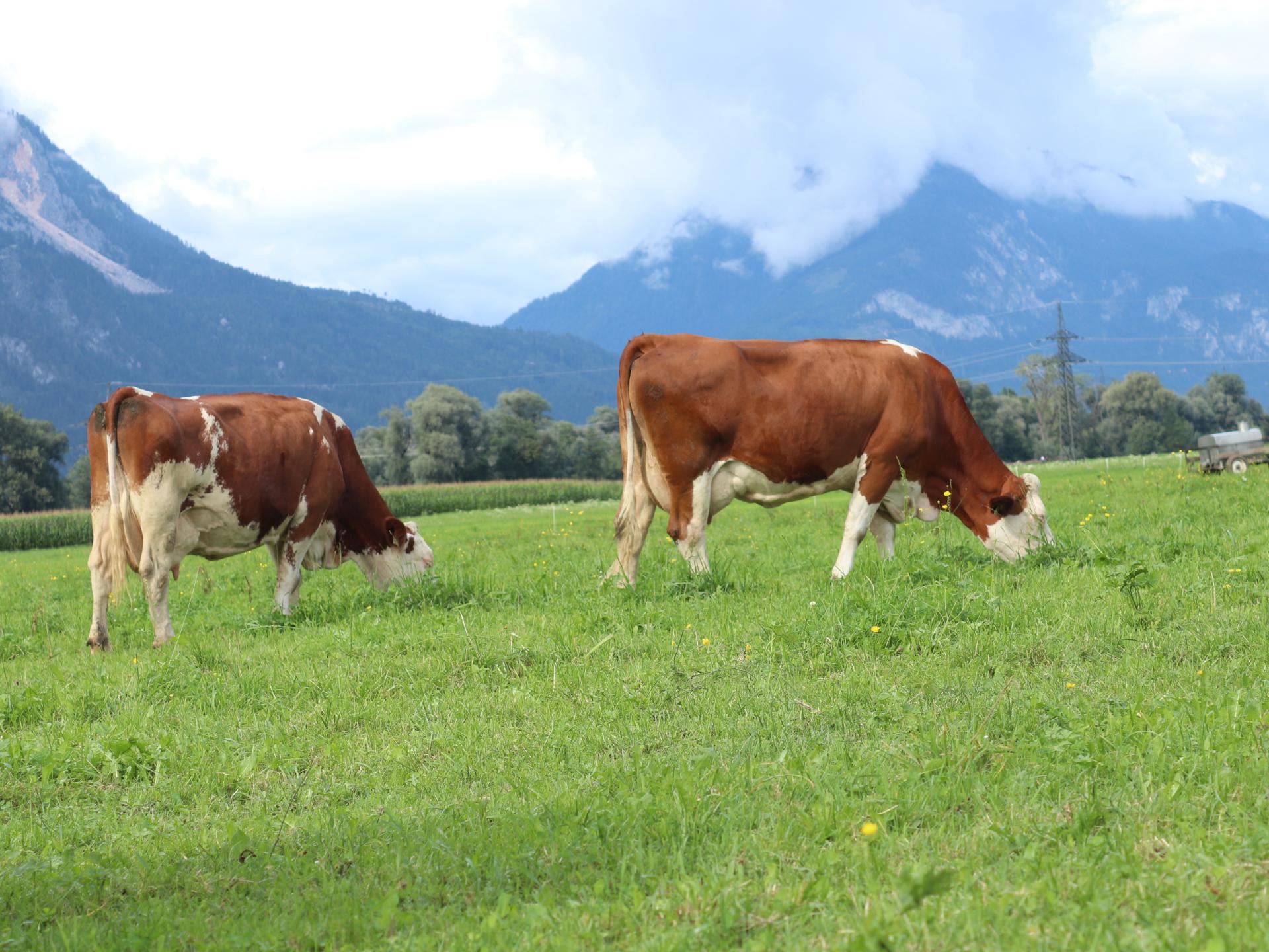 Vrijstaand vakantiehuis op biologische boerderij in het Zillertal - foto 32