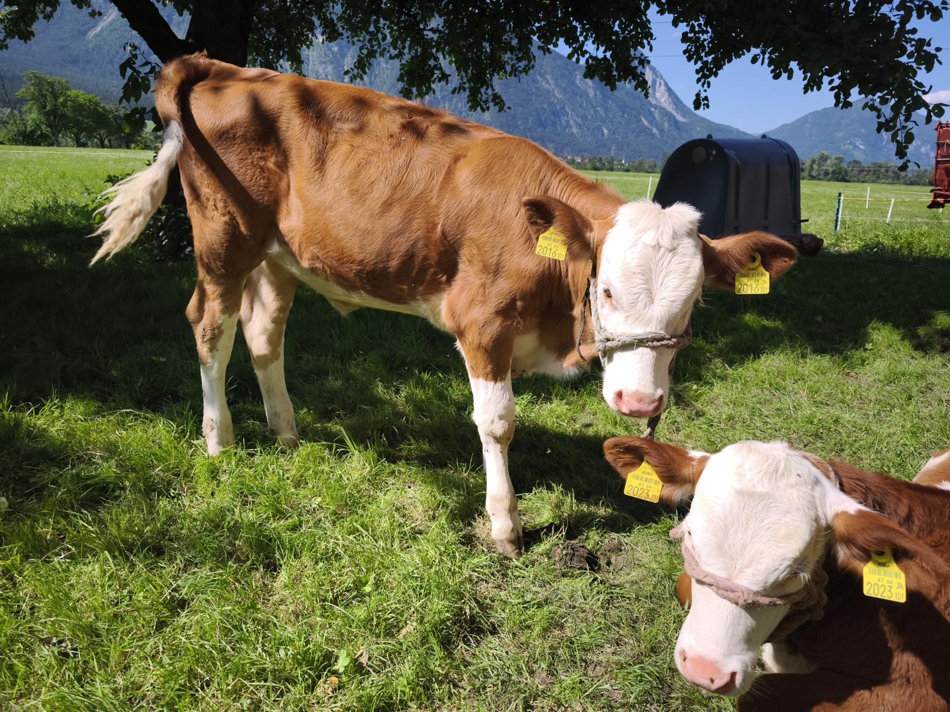 Vrijstaand vakantiehuis op biologische boerderij in het Zillertal - foto 39