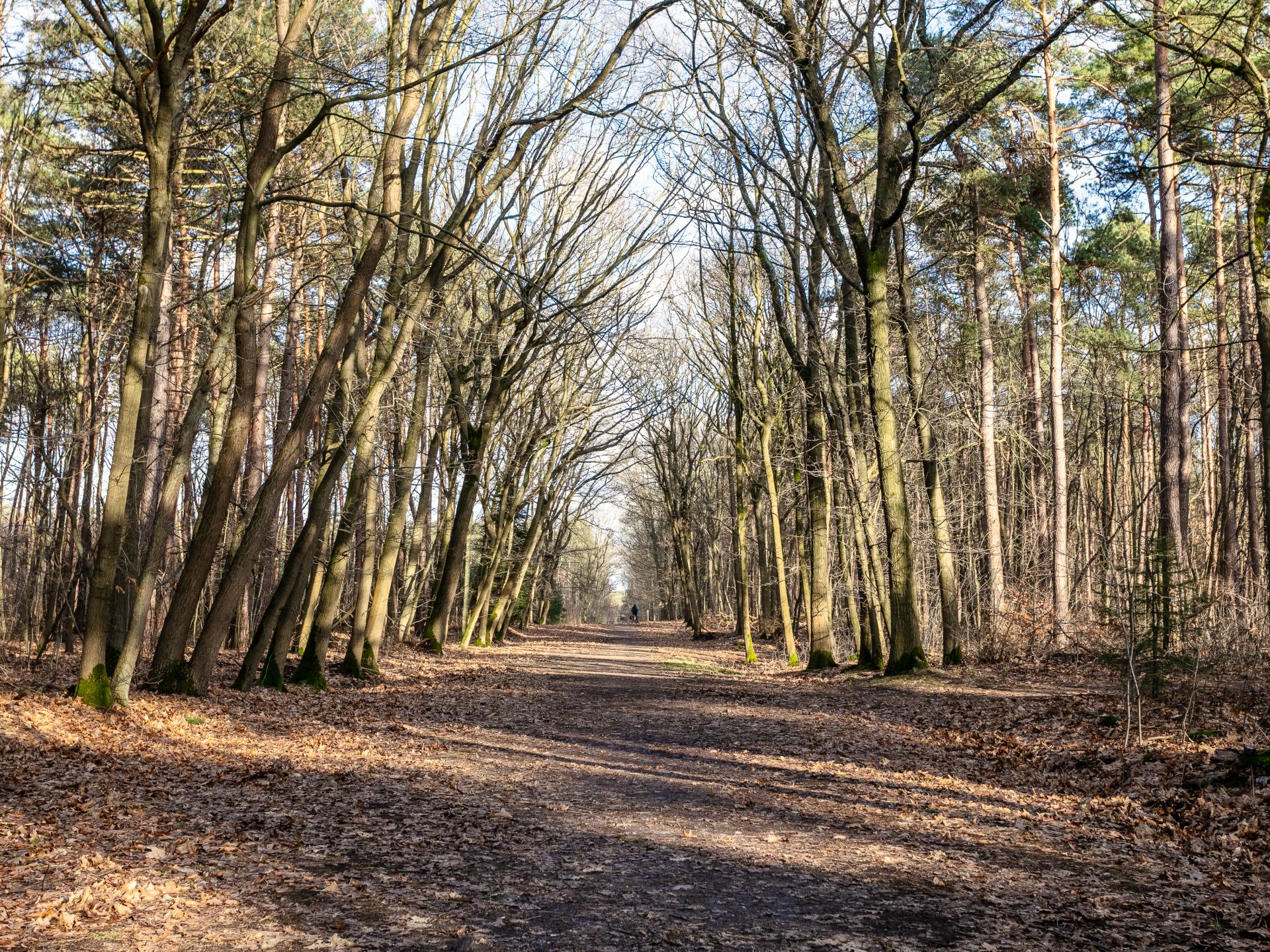 Groepshuis voor 24 personen aan de rand van het bos in Hechtel-Eksel - foto 69