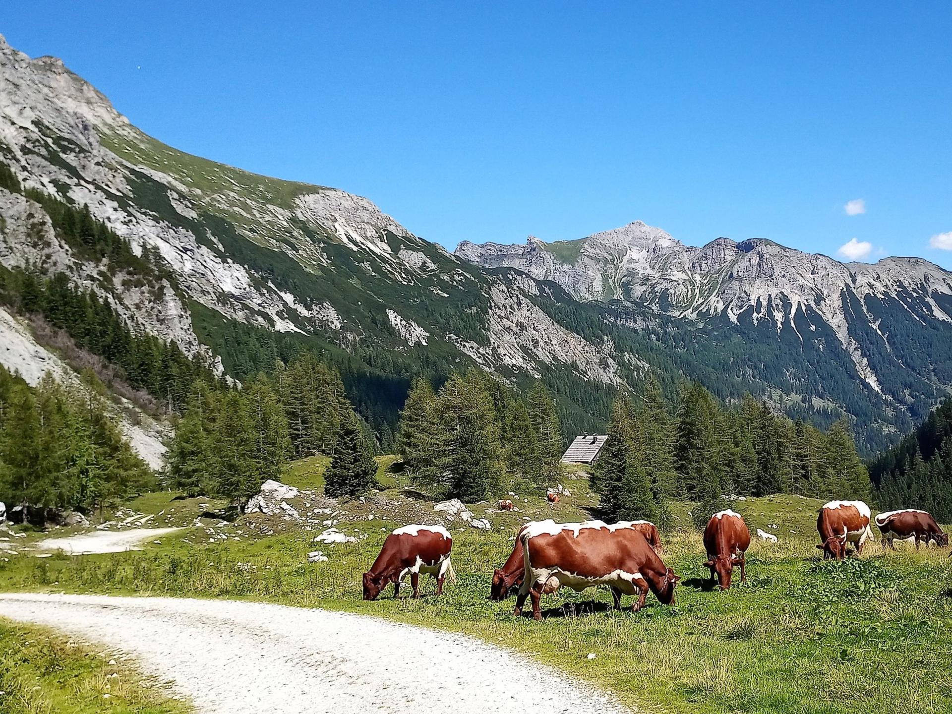 Knus chalet voor 4 personen in Mauterndorf, direct aan de skipiste - foto 29