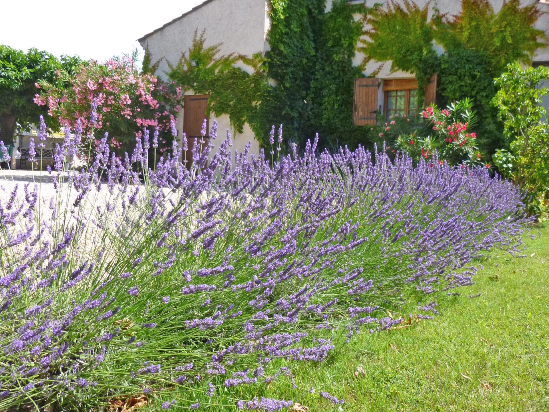 Moderne gîte met zwembad in L'Isle-sur-la-Sorgue - foto 18