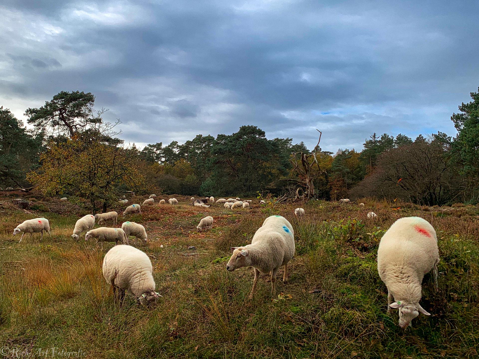 Romantisch chalet op de Veluwe – intiem toevluchtsoord voor 2 personen - foto 29
