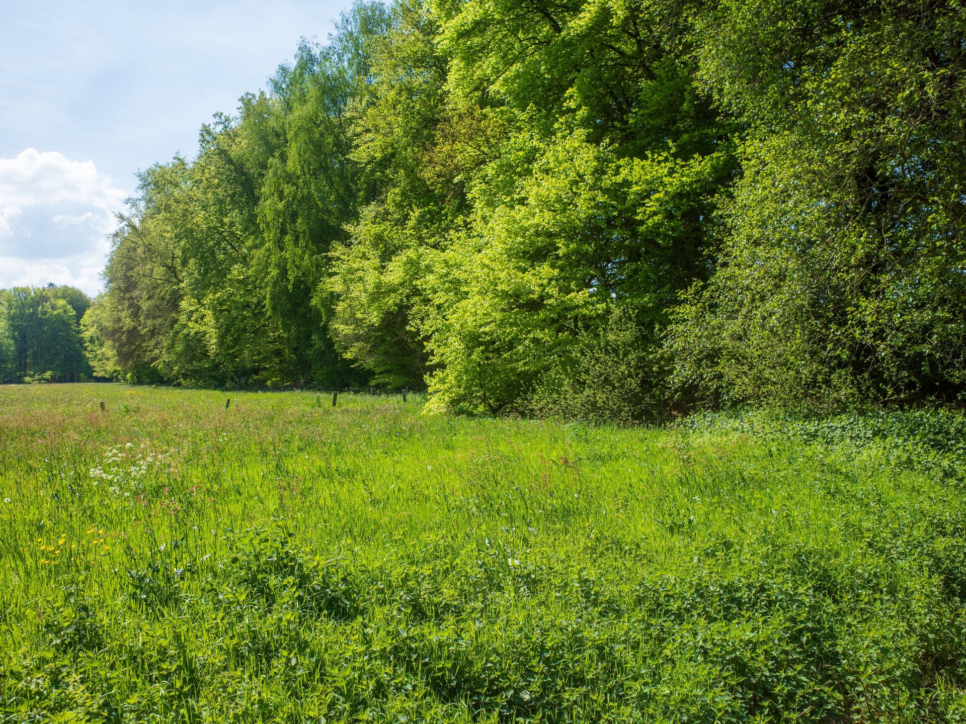 Duurzaam vakantiehuisje met sauna op de Veluwe, 100m van centrum - foto 54