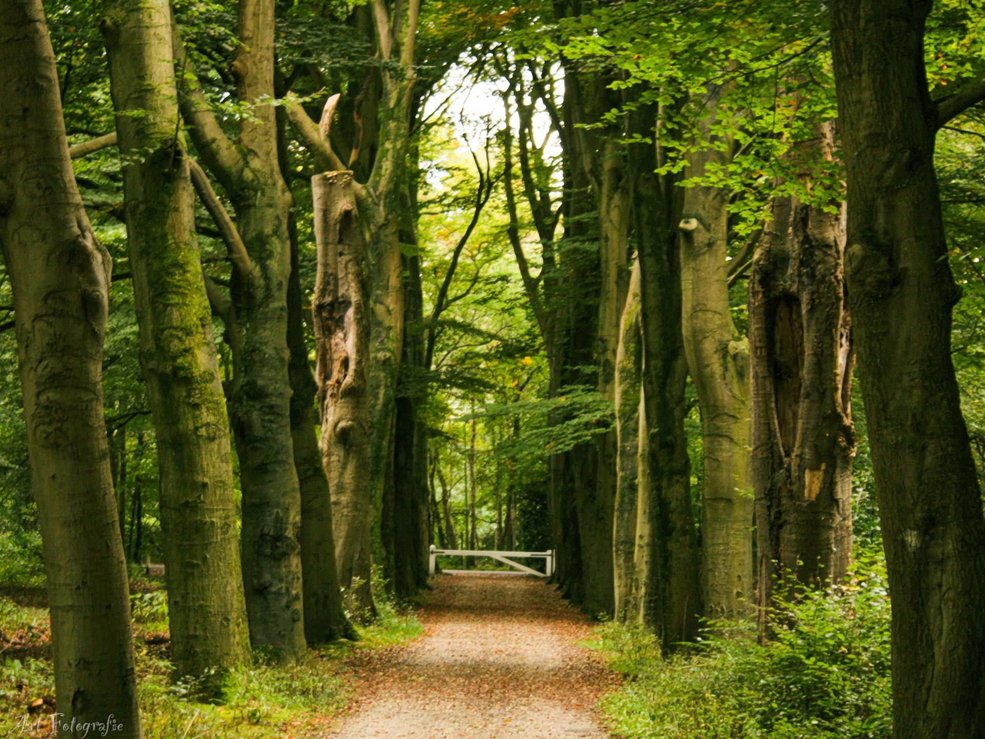 Duurzaam vakantiehuisje met sauna op de Veluwe, 100m van centrum - foto 44