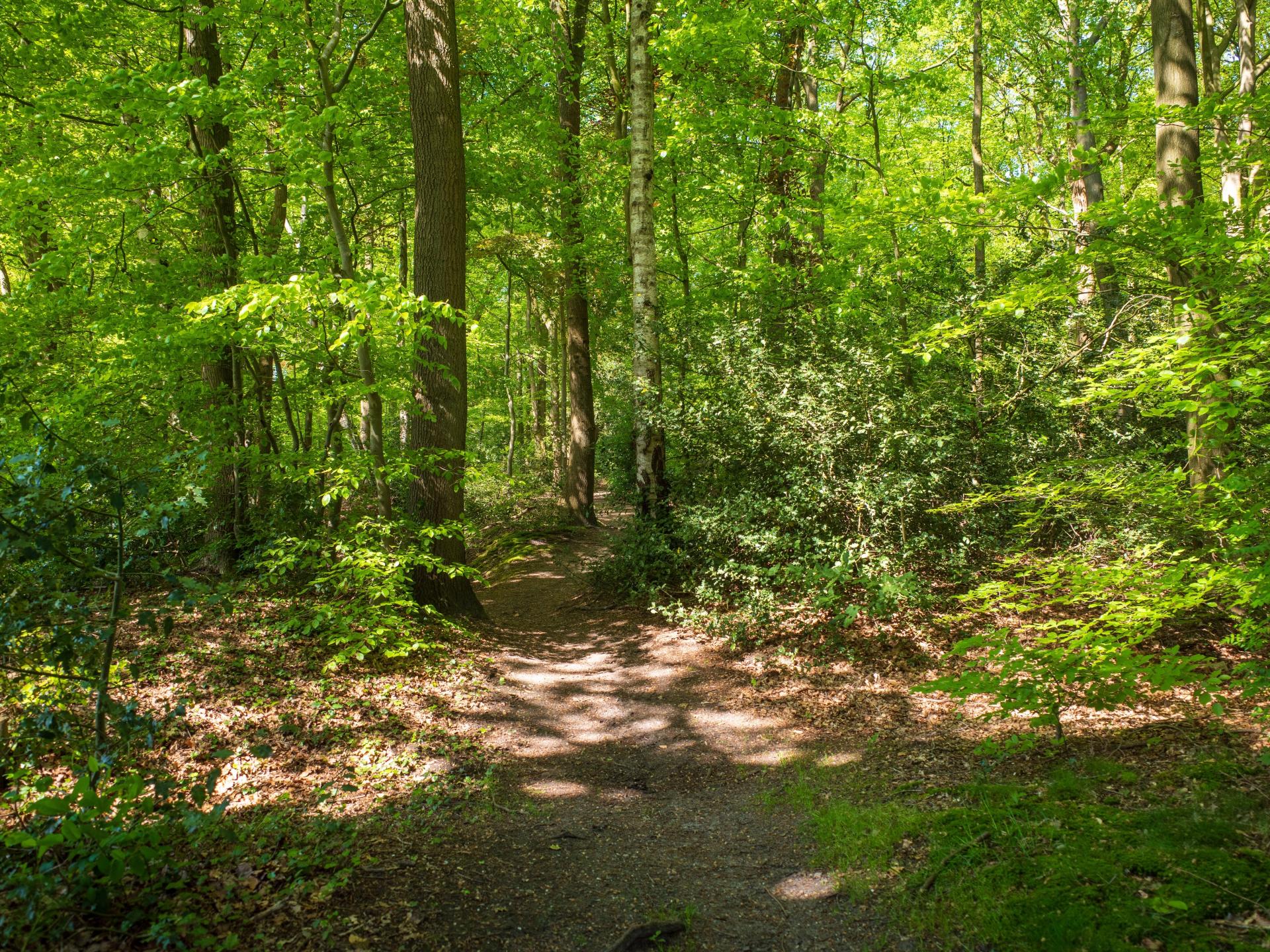 Duurzaam vakantiehuisje met sauna op de Veluwe, 100m van centrum - foto 56