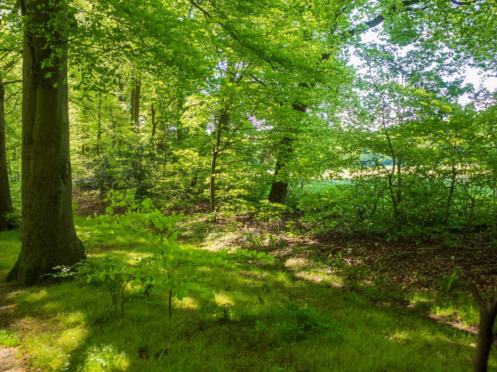 Duurzaam vakantiehuisje met sauna op de Veluwe, 100m van centrum - foto 52