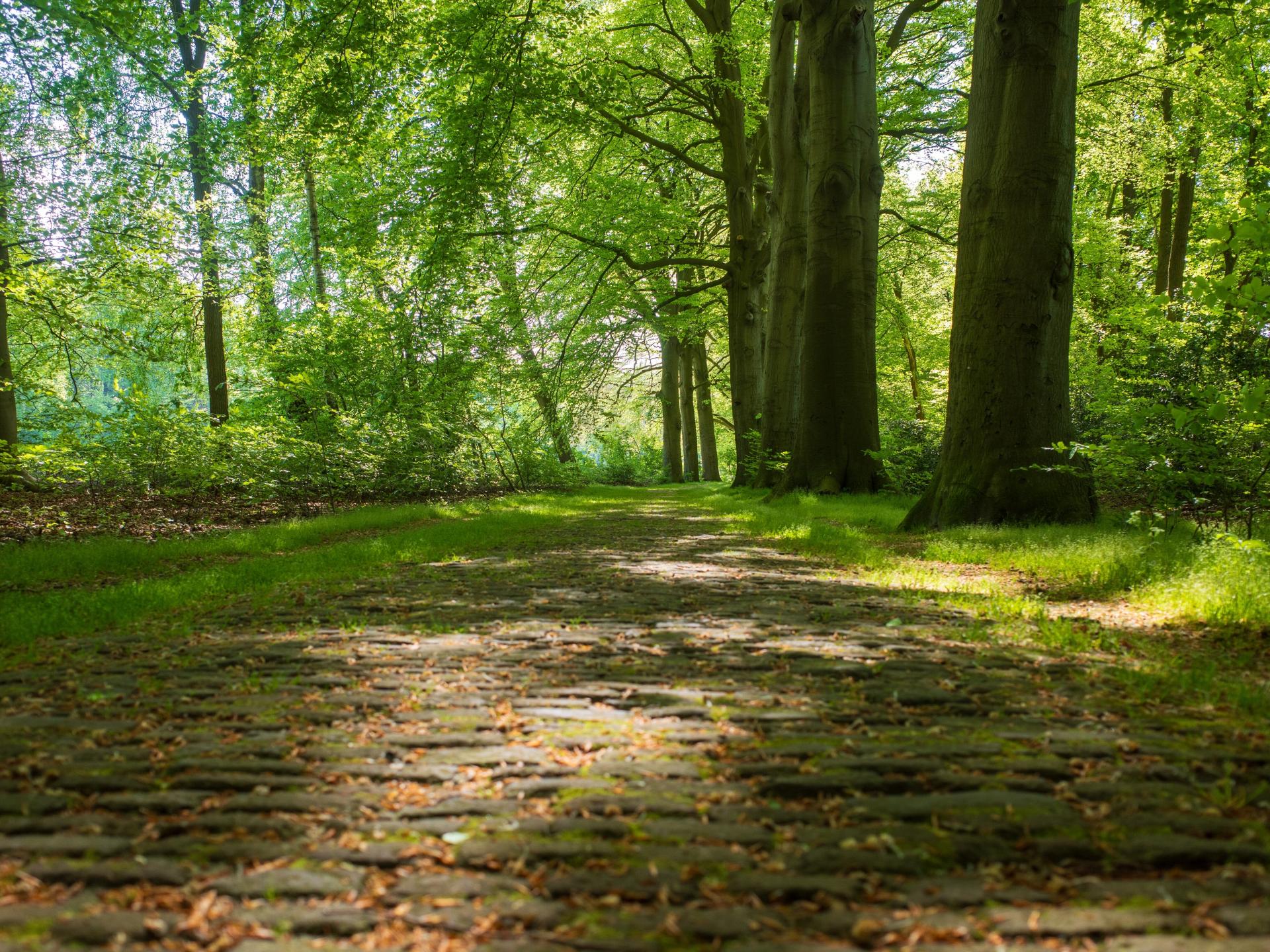 Duurzaam vakantiehuisje met sauna op de Veluwe, 100m van centrum - foto 53