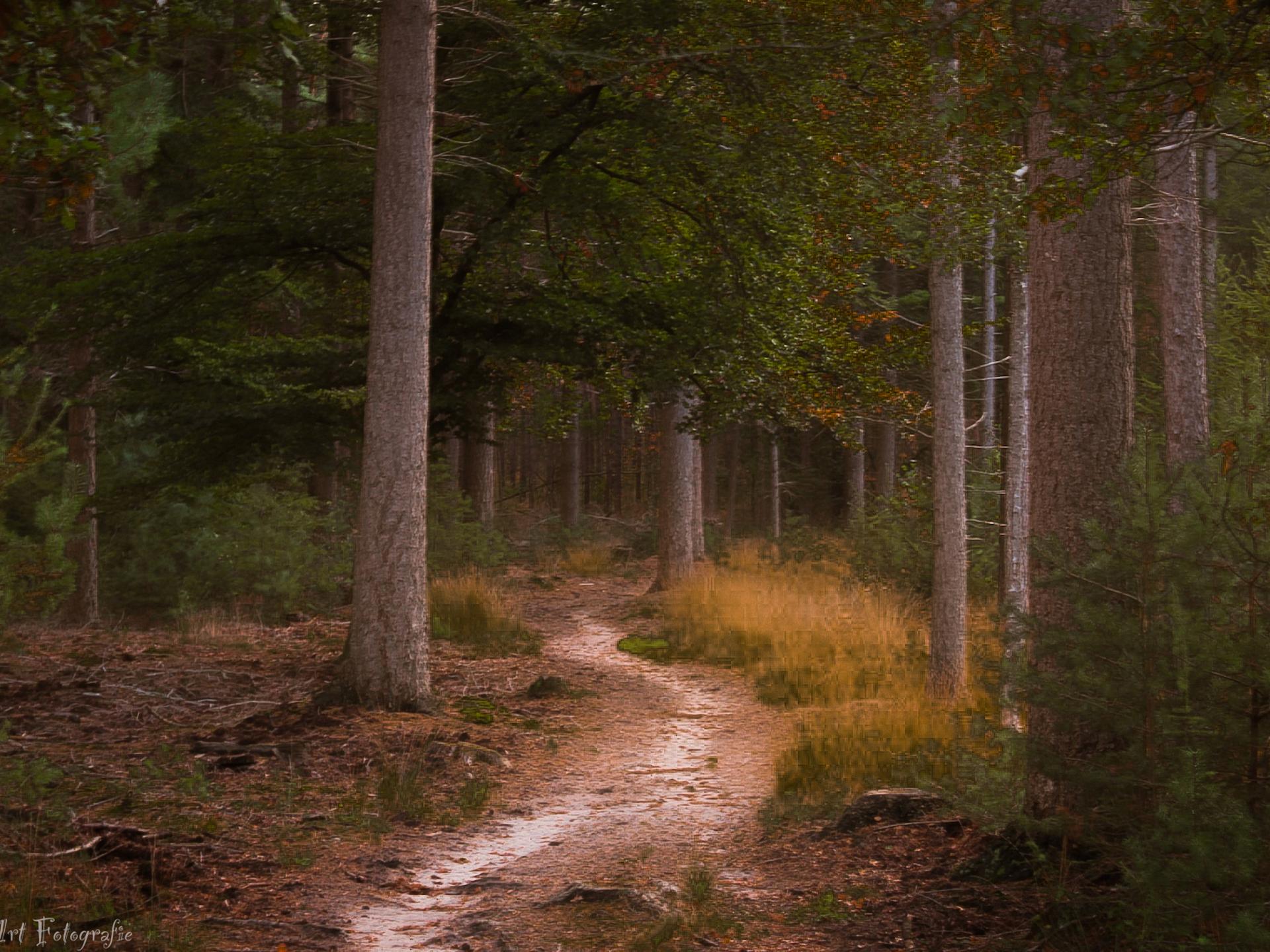 Knus chalet met gashaard op de Veluwe, nabij bos en water - foto 19