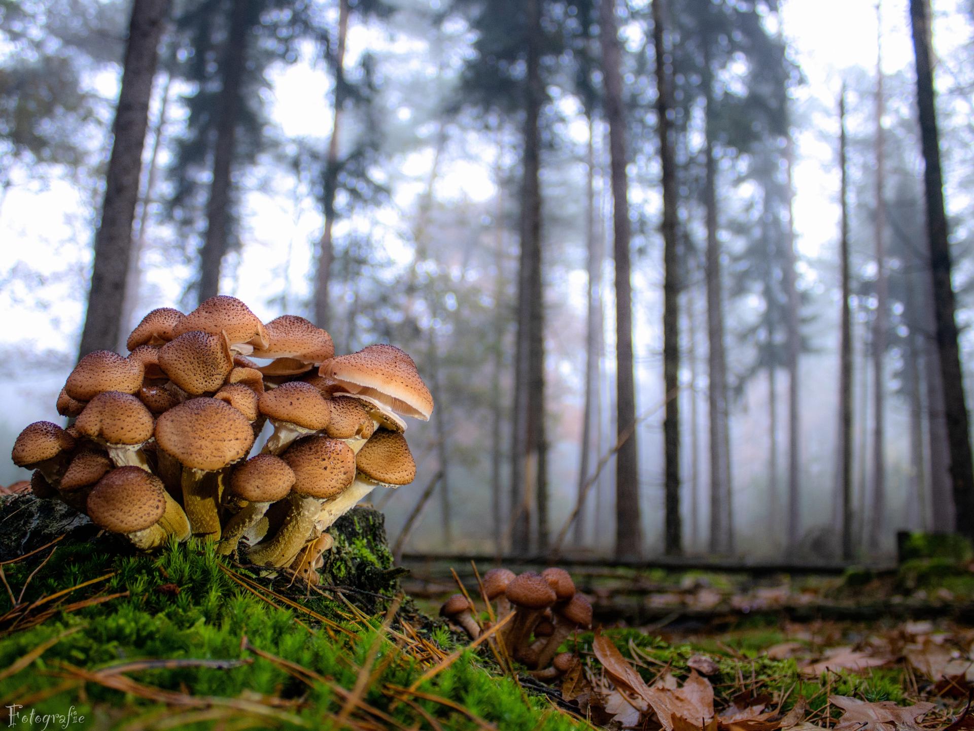 Knus chalet met gashaard op de Veluwe, nabij bos en water - foto 18