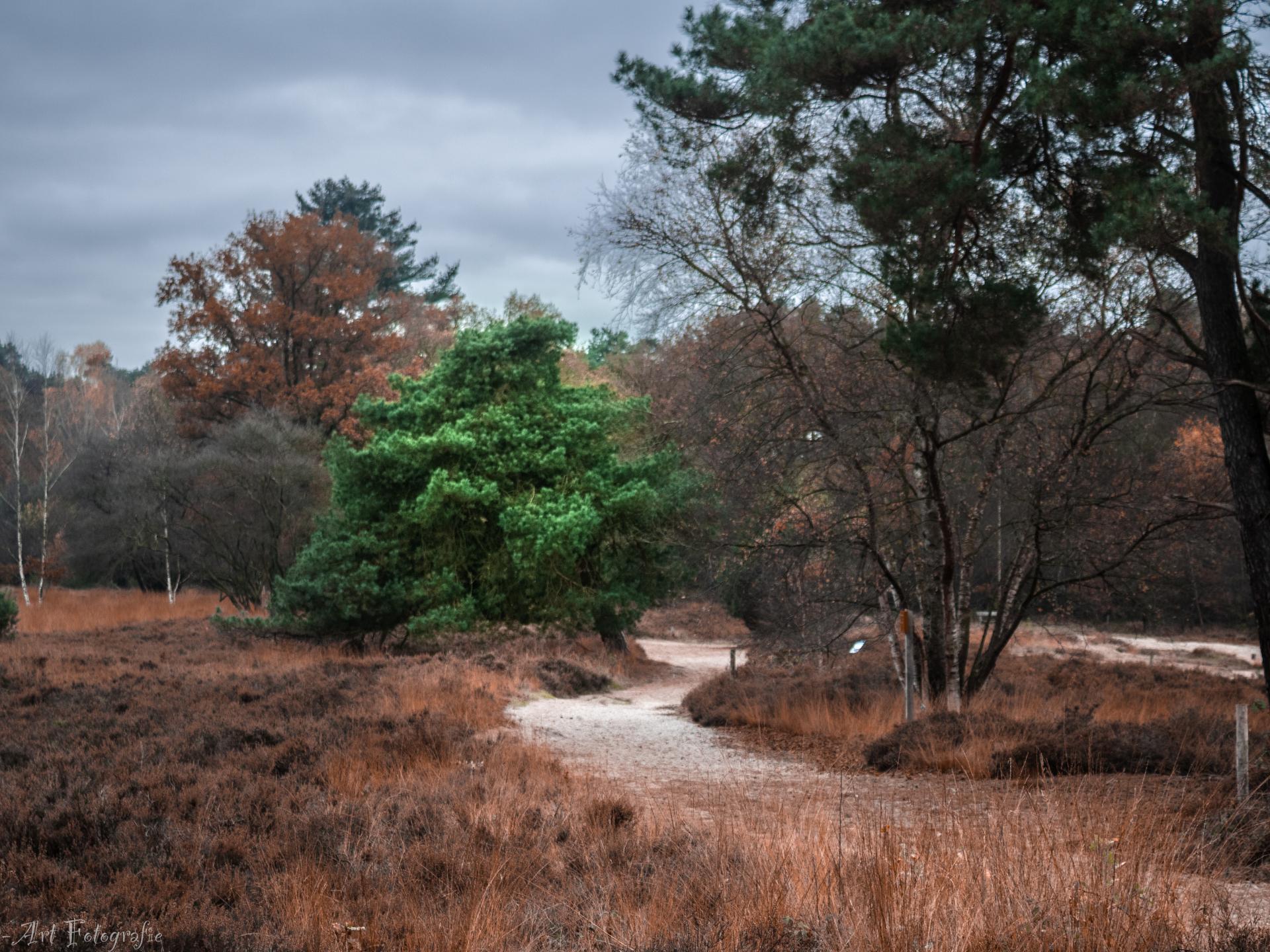 Knus chalet met gashaard op de Veluwe, nabij het water - foto 13
