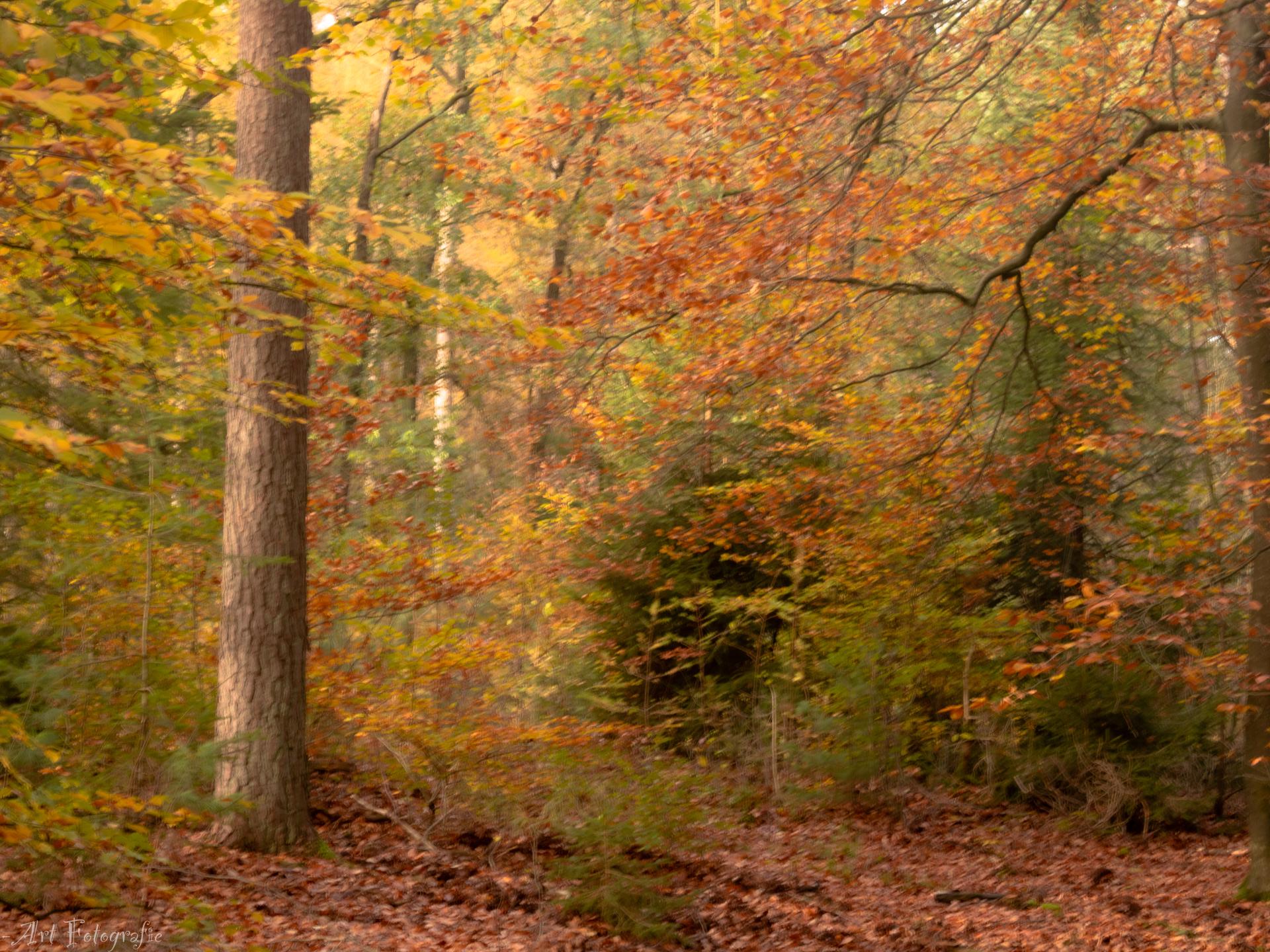 Knus chalet met gashaard op de Veluwe, nabij het water - foto 14