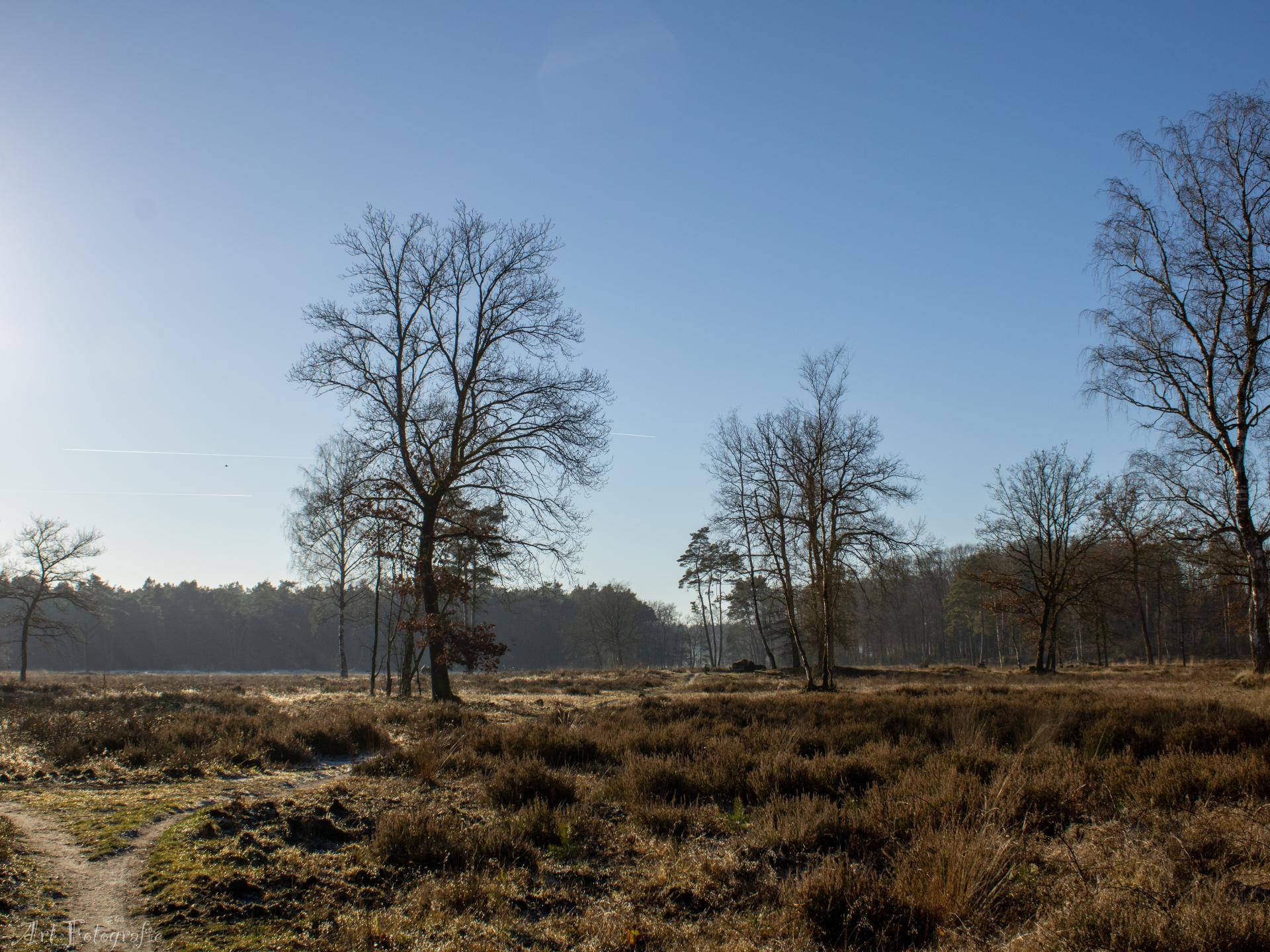 Tiny house aan de Veluwe: rust, natuur en avontuur voor 4 personen - foto 22