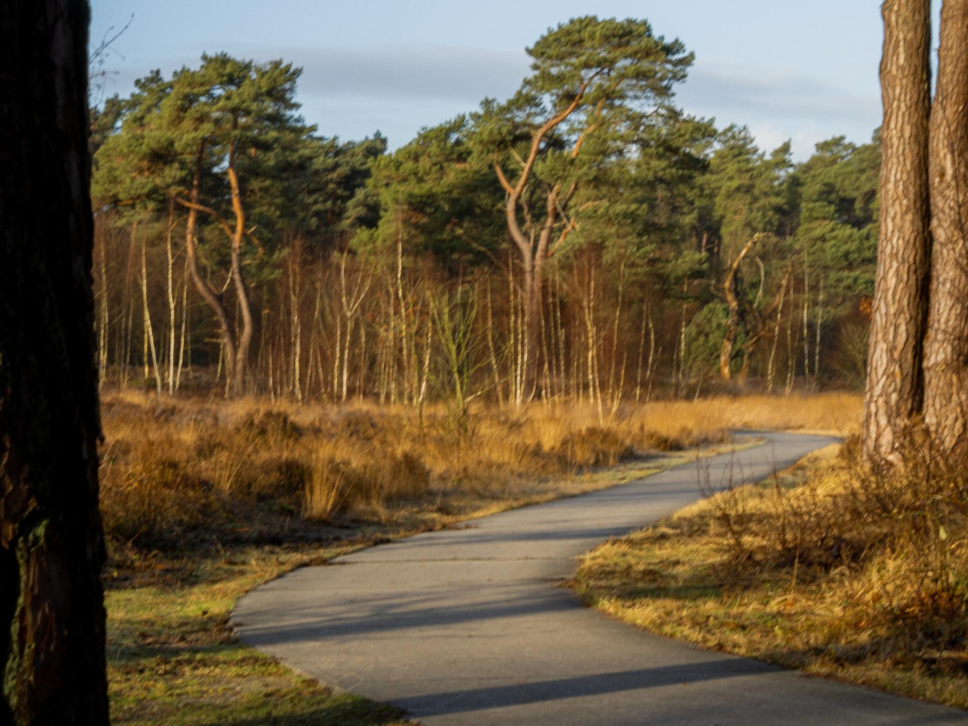 Tiny house aan de Veluwe: rust, natuur en avontuur voor 4 personen - foto 21