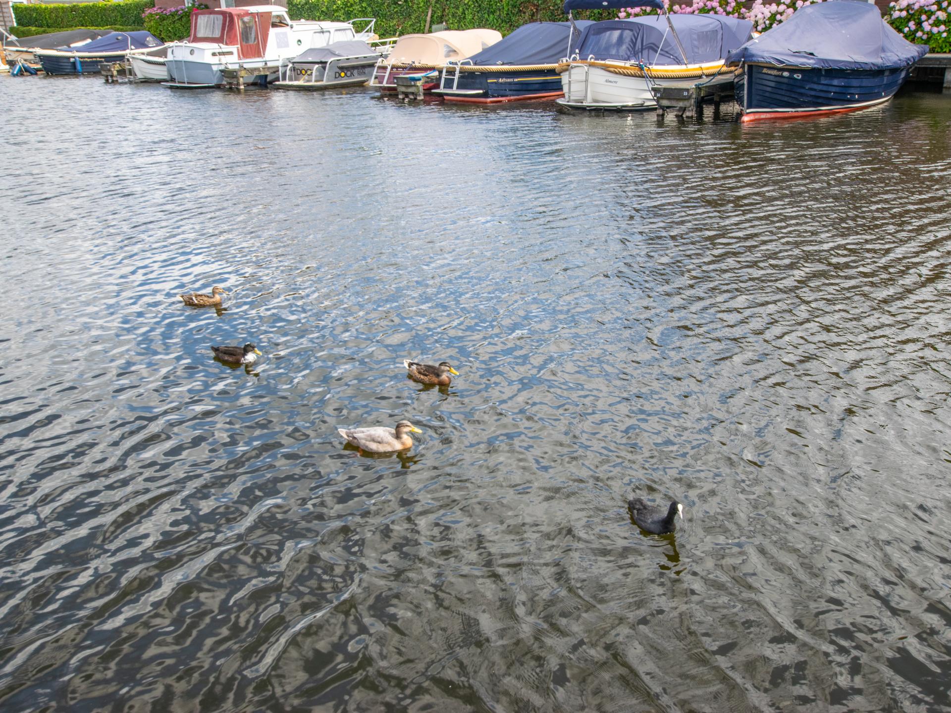Chalet aan het water met aanlegsteiger in Breukelen, 33m², 2 slaapkamers - foto 17