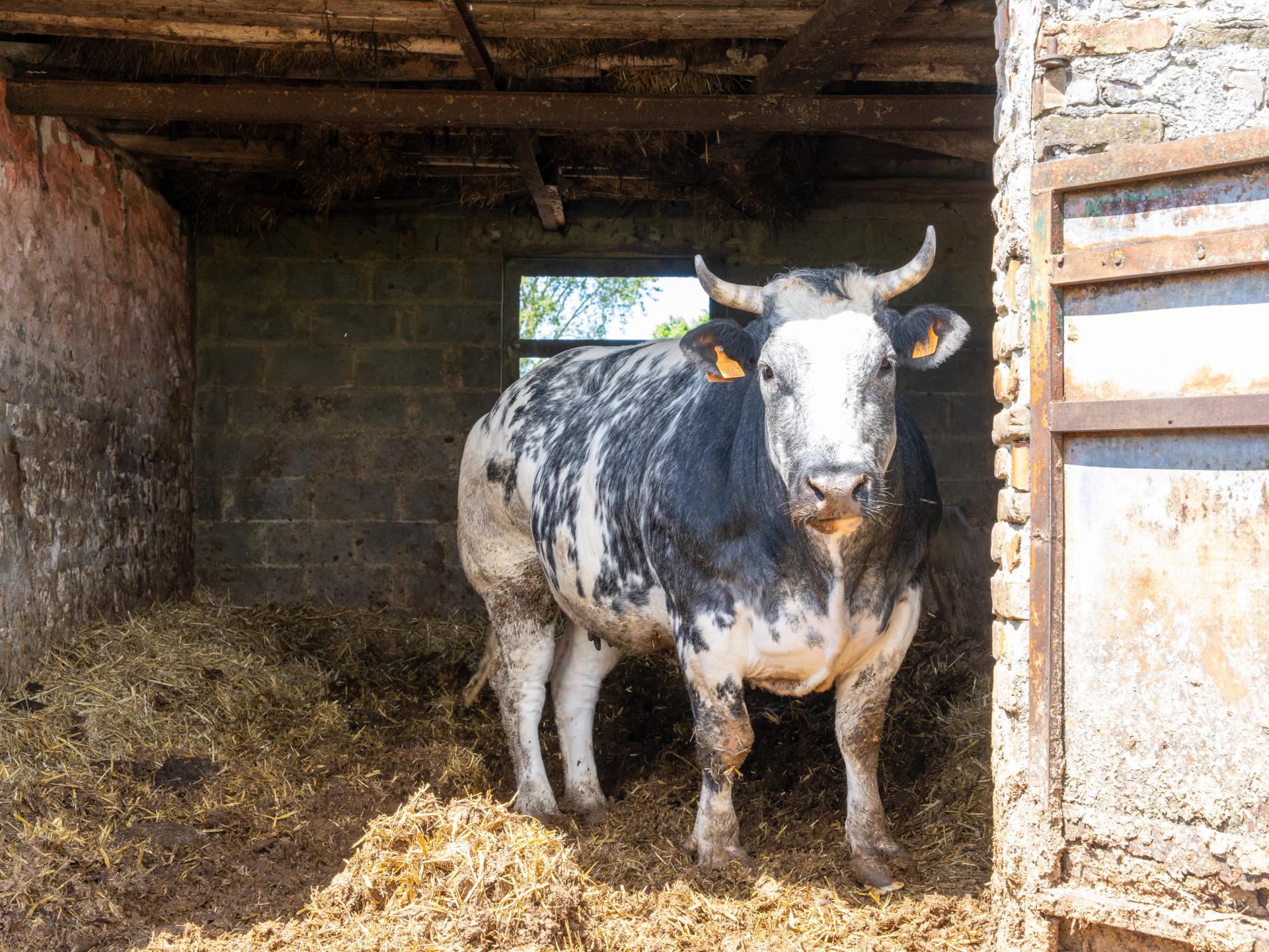 Ruim familiehuis op een boerderij in Middelkerke voor 16 personen - foto 62