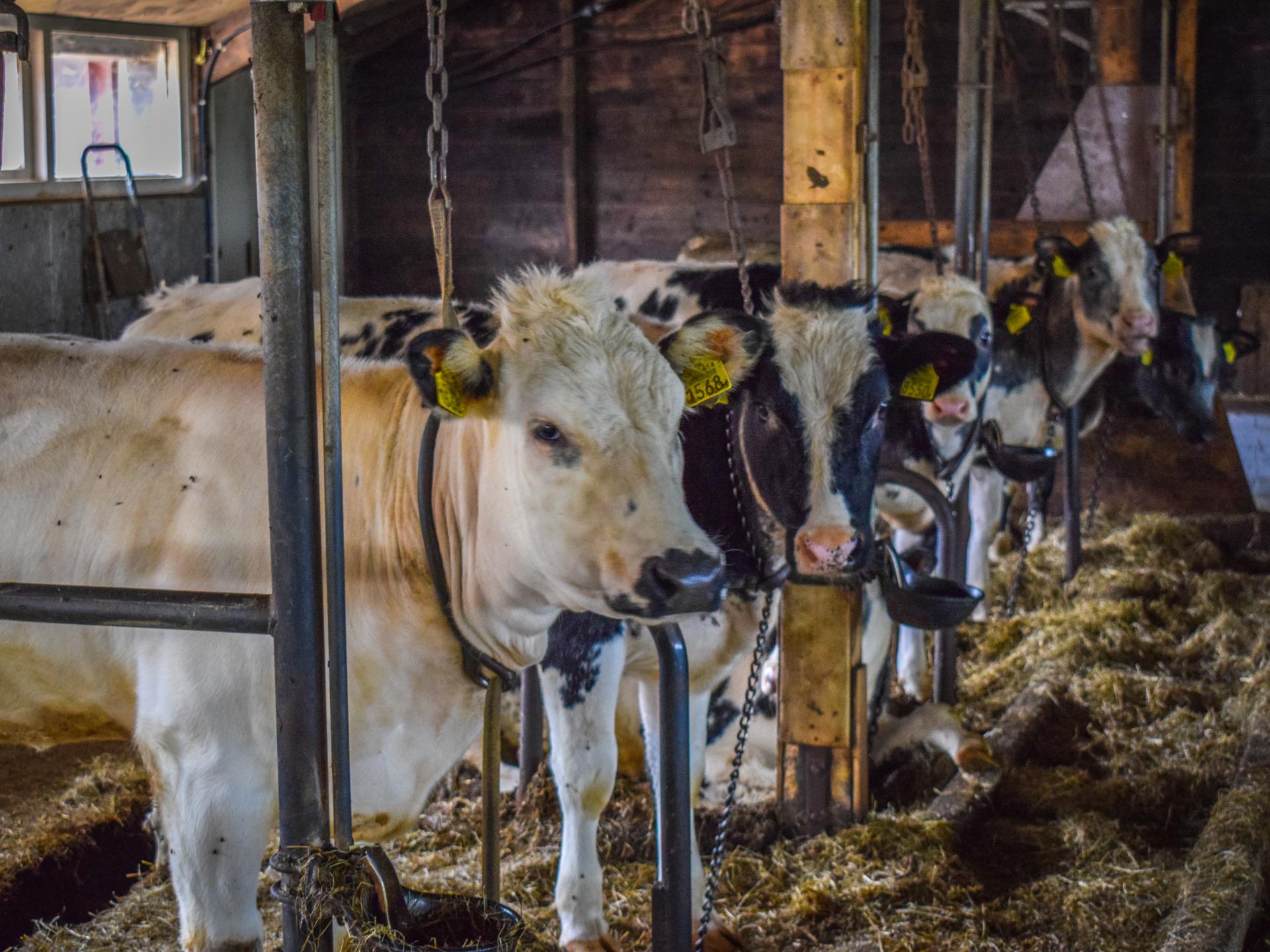 Vrijstaand vakantiehuis op boerderij, 7 km van strand Egmond - foto 28
